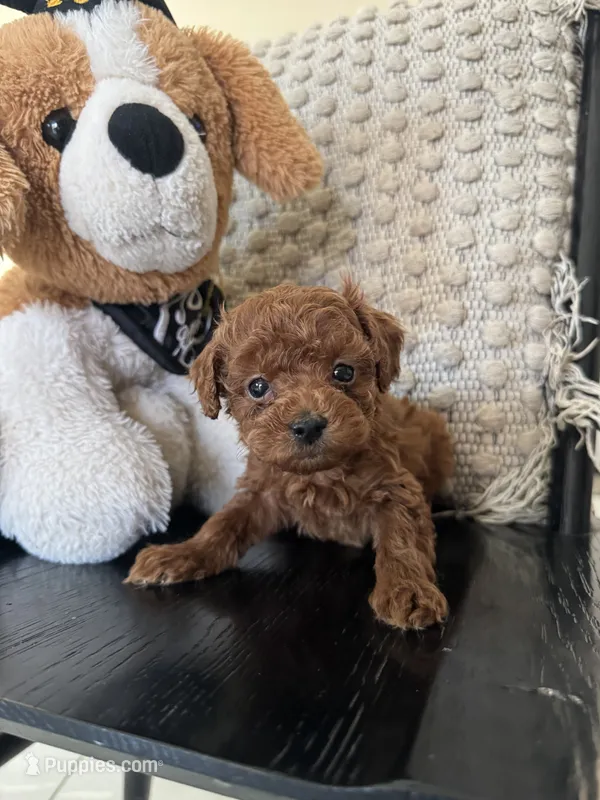 Coco – Poodle - Toy  puppy for sale in Wasco, CA