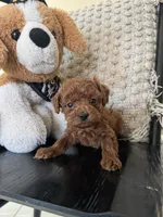 Coco, a female Poodle - Toy  for sale in Wasco, CA – 1 of 2