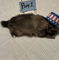 Boy 1, a male Pomeranian for sale in Wiggins, MS – 2 of 7