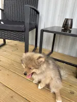Boy 1, a male Pomeranian for sale in Wiggins, MS – 4 of 8