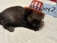 Boy 2, a male Pomeranian for sale in Wiggins, MS – 2 of 9