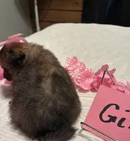 Girl 1, a female Pomeranian for sale in Wiggins, MS – 4 of 8