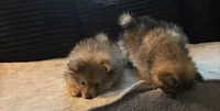 Boy 2, a male Pomeranian for sale in Wiggins, MS – 2 of 8