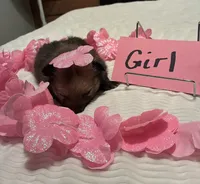 Girl 1, a female Pomeranian for sale in Wiggins, MS – 2 of 8