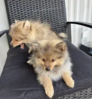 Boy 1, a male Pomeranian for sale in Wiggins, MS – 7 of 8