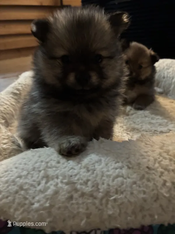 Boy 2 – Pomeranian puppy for sale in Wiggins, MS