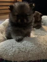 Boy 2, a male Pomeranian for sale in Wiggins, MS – 1 of 8