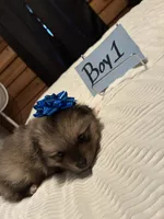 Boy 1, a male Pomeranian for sale in Wiggins, MS – 7 of 7