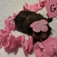 Girl 1, a female Pomeranian for sale in Wiggins, MS – 3 of 8