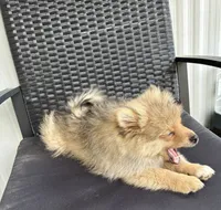 Boy 1, a male Pomeranian for sale in Wiggins, MS – 8 of 8
