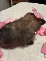 Girl 1, a female Pomeranian for sale in Wiggins, MS – 6 of 8