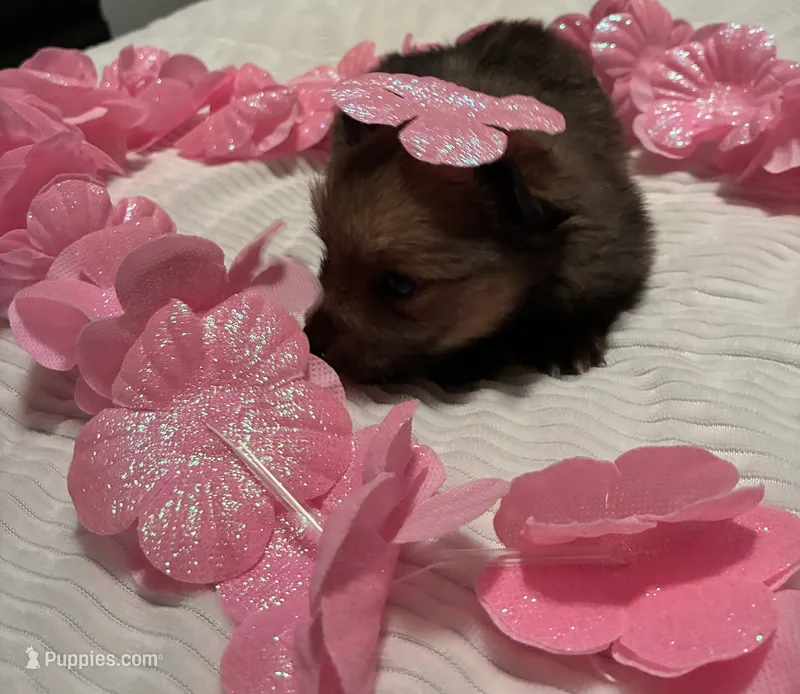 Girl 1 – Pomeranian puppy for sale in Wiggins, MS