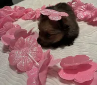 Girl 1, a female Pomeranian for sale in Wiggins, MS – 1 of 8