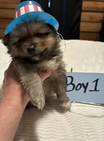 Boy 1, a male Pomeranian for sale in Wiggins, MS – 3 of 7
