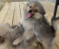 Boy 2, a male Pomeranian for sale in Wiggins, MS – 6 of 8