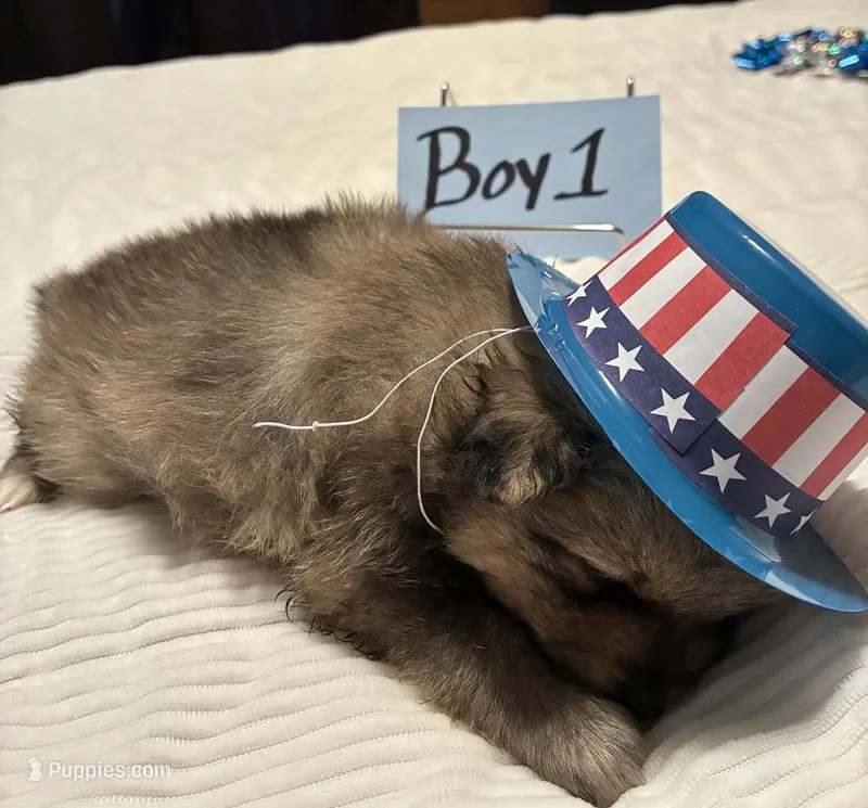 Boy 1 – Pomeranian puppy for sale in Wiggins, MS