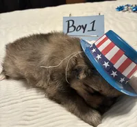 Boy 1, a male Pomeranian for sale in Wiggins, MS – 1 of 7