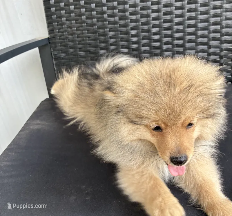 Boy 1 – Pomeranian puppy for sale in Wiggins, MS
