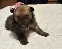 Girl 1, a female Pomeranian for sale in Wiggins, MS – 7 of 8
