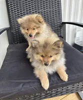 Boy 2, a male Pomeranian for sale in Wiggins, MS – 8 of 8