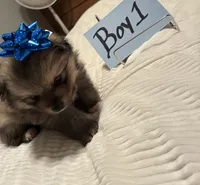 Boy 1, a male Pomeranian for sale in Wiggins, MS – 4 of 7