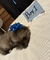 Boy 1, a male Pomeranian for sale in Wiggins, MS – 5 of 7