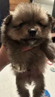 Boy 1, a male Pomeranian for sale in Wiggins, MS – 6 of 7