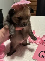 Girl 1, a female Pomeranian for sale in Wiggins, MS – 8 of 8