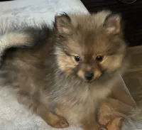 Boy 2, a male Pomeranian for sale in Wiggins, MS – 3 of 8