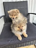Boy 1, a male Pomeranian for sale in Wiggins, MS – 6 of 8