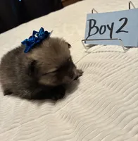 Boy 2, a male Pomeranian for sale in Wiggins, MS – 4 of 9