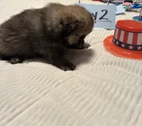 Boy 2, a male Pomeranian for sale in Wiggins, MS – 3 of 9