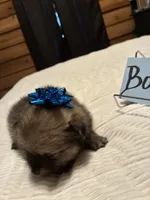 Boy 2, a male Pomeranian for sale in Wiggins, MS – 9 of 9