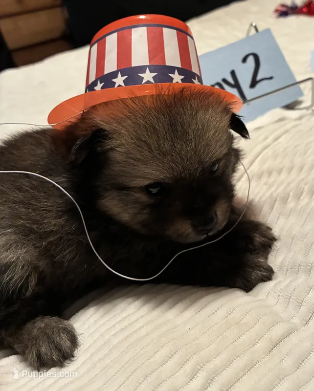 Boy 2 – Pomeranian puppy for sale in Wiggins, MS