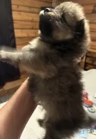Boy 2, a male Pomeranian for sale in Wiggins, MS – 5 of 9
