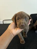 Yellow collar , a female Labrador Retriever for sale in San Antonio, TX – 2 of 5
