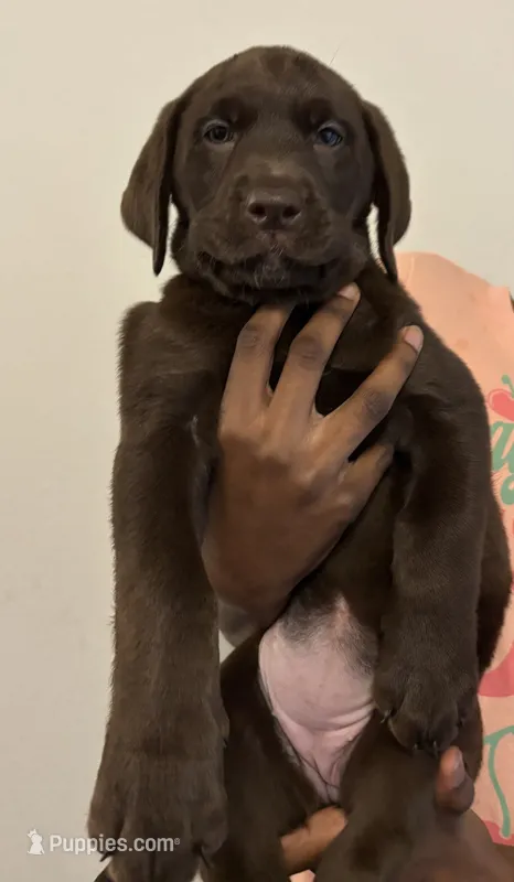 Purple collar  – Labrador Retriever puppy for sale in San Antonio, TX