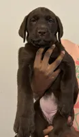 Purple collar , a female Labrador Retriever for sale in San Antonio, TX – 1 of 4