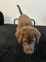 Yellow collar , a female Labrador Retriever for sale in San Antonio, TX – 3 of 5