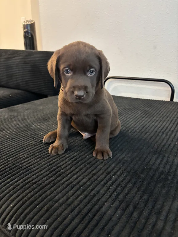 Orange collar  – Labrador Retriever puppy for sale in San Antonio, TX