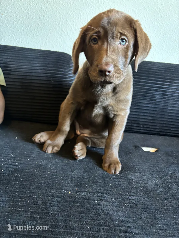 Yellow collar  – Labrador Retriever puppy for sale in San Antonio, TX