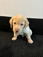 Green collar, a male Labrador Retriever for sale in San Antonio, TX – 5 of 5