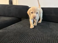 Baby blue , a female Labrador Retriever for sale in San Antonio, TX – 3 of 7