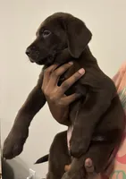 Purple collar , a female Labrador Retriever for sale in San Antonio, TX – 4 of 4