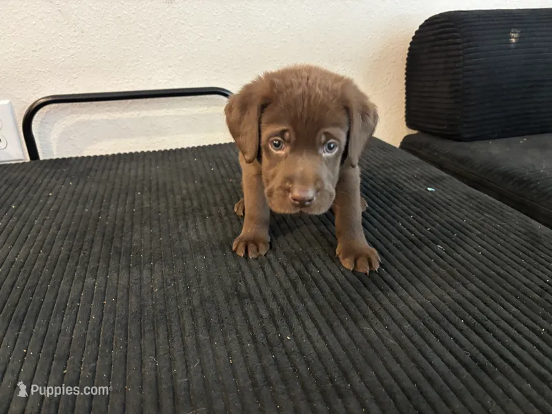 Blue collar  – Labrador Retriever puppy for sale in San Antonio, TX