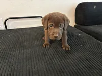 Blue collar , a male Labrador Retriever for sale in San Antonio, TX – 1 of 6