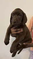 Pink collar , a female Labrador Retriever for sale in San Antonio, TX – 2 of 4