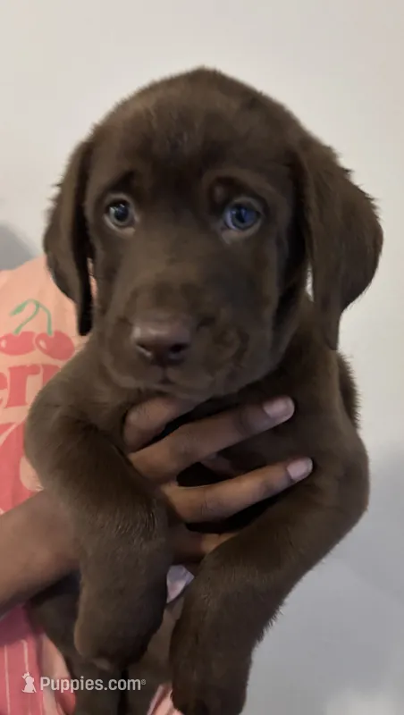 Blue collar  – Labrador Retriever puppy on hold in San Antonio, TX