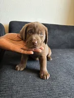 Neon collar , a male Labrador Retriever for sale in San Antonio, TX – 2 of 6