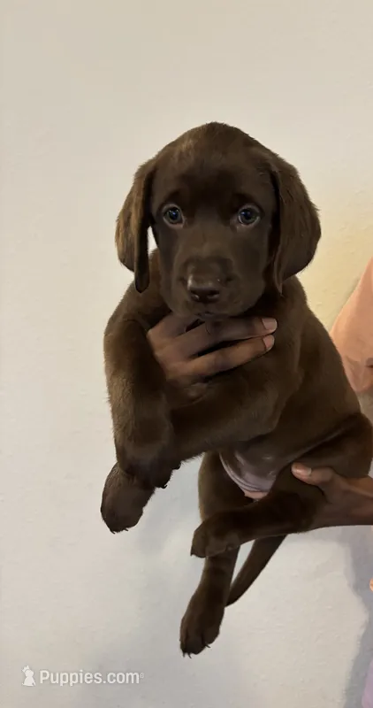 Pink collar  – Labrador Retriever puppy for sale in San Antonio, TX